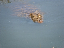 Nile crocodile swimming