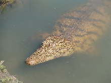 Male Nile crocodile
