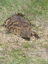 Female Nile crocodile