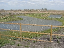 Nile crocodile Enclosure