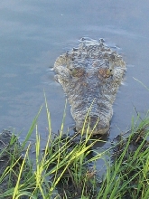 Female Nile at waters edge