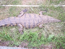 Female Nile overtop