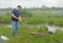 Feeding a 9ft female Nile Crocodile