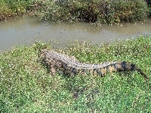 Nile crocodile sunning
