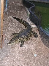 One of our young male Nile crocs