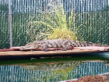 Nile crocodile enclosure 2