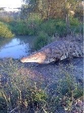 Nile crocodile high walk