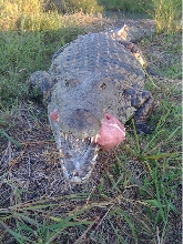 Nile crocodile eating