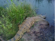 Nile crocodile on the bank