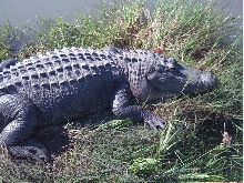 American alligator in the sun