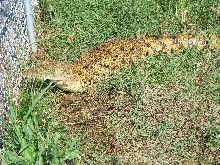 Yellow Nile crocodile