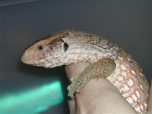 Walter
