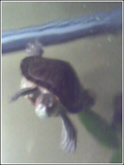 this is turbo