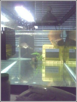 tank
