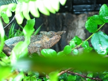New member