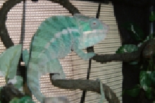 Nosy Be Panther