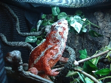 My Boy