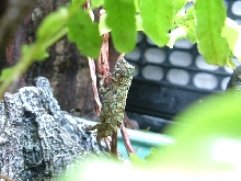 Pygmy Cham