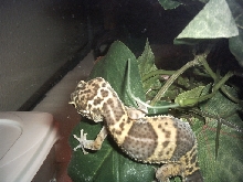 New Leopard Gecko