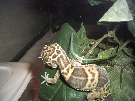 New Leopard Gecko