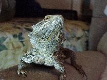 ZAG 1