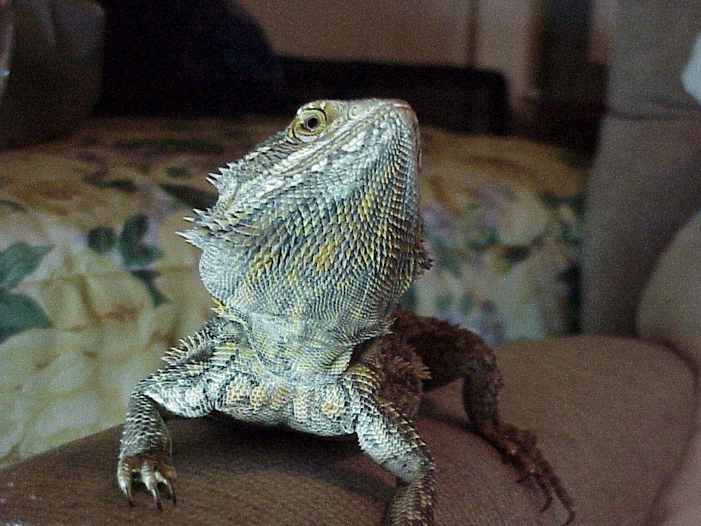 ZAG 1
