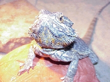 ZAG 2