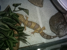 Albino Leo
