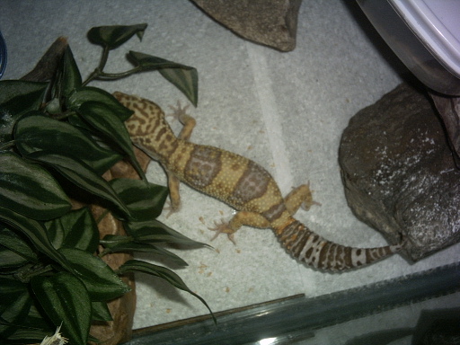Albino Leo