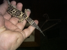 male left