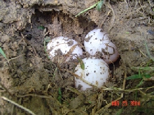 Redfoot Tortoise Eggs