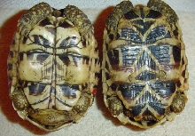 Star Tortoise PAIR