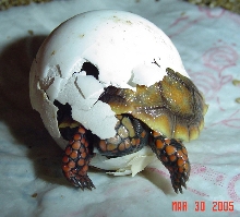 Redfoot Hatchling.. Almost FREE