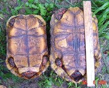 Redfoot tortoise sexing