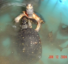 Spotted Turtle males