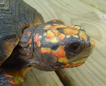 Beautiful Columbian Redfoot Face