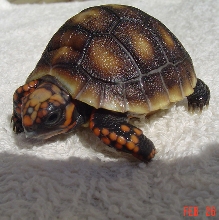 Columbian Redfoot tortoise hatchling