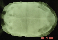 Alpha F Xray