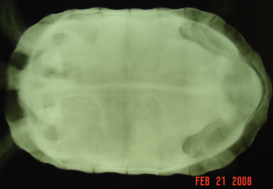 Alpha F Xray