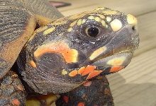 Redfoot green eyes