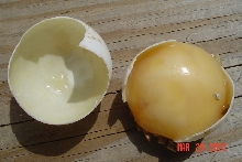 Redfoot tortoise EXPLODED EGG
