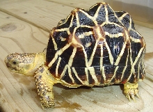 Indian Star Tortoise