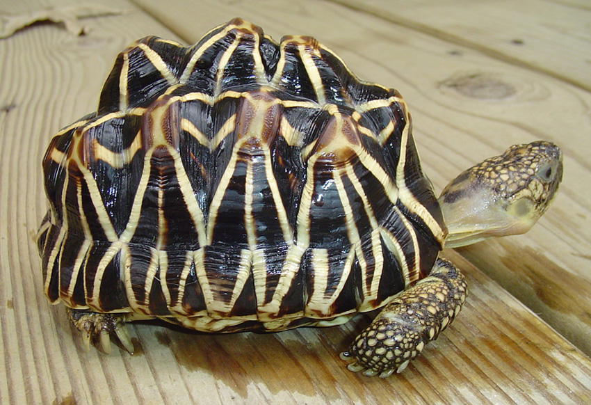 Star tortoise