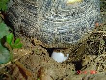 1st redfoot tortoise