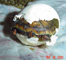 Redfoot Hatchling.. "SHY"