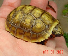 LIL BUTTER RF