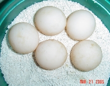 Redfoot EGGS