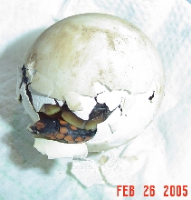 Redfoot tortoise hatching
