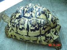 Leopard Tortoise Female