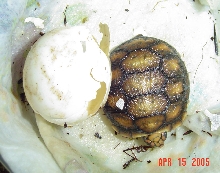 Perfect RF Hatchling